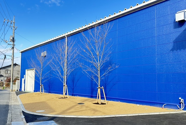 20260313新6工場 桜