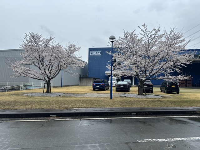 20260325新城工場 桜