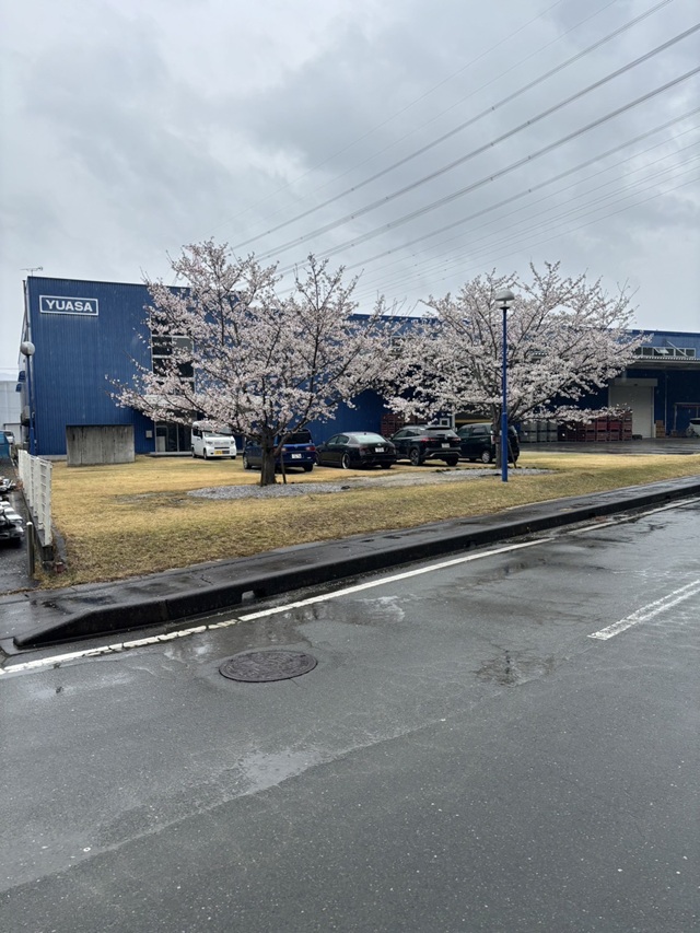 20260325新城工場 桜